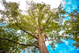 Reliable Omaha, NE Tree Services Solutions