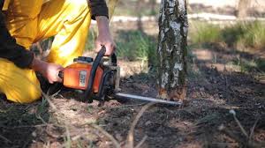 Best Tree Maintenance Programs  in Omaha, NE