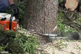 Professional Tree Services in Omaha, NE