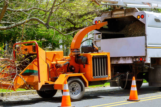 Best Tree Cabling and Bracing  in Omaha, NE